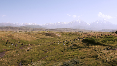 Pasture in Kyrgystan