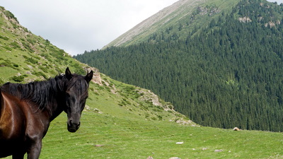 Kyrgyz horses